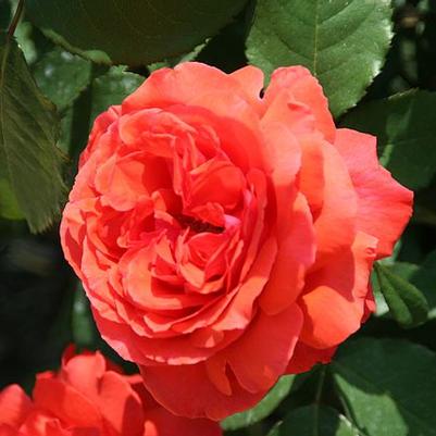 Rosa Fragrant Cloud