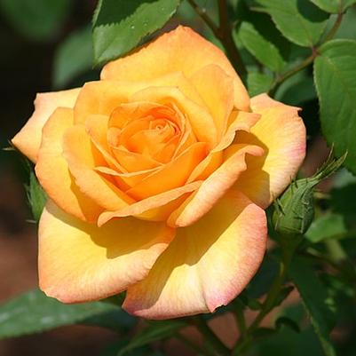 Rosa Gold Medal