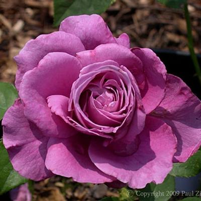 Rosa Heirloom