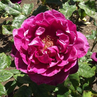 Rosa Intrigue
