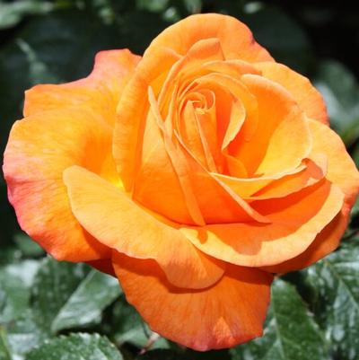 Rosa New Year&reg;