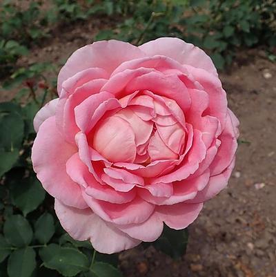 Rosa Tiffany