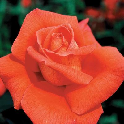 Rosa Voodoo