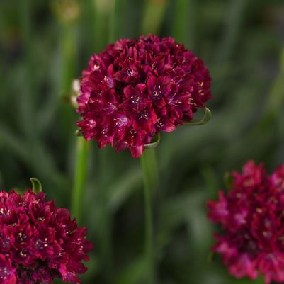 Armeria pseudarmeria DREAMERIA® Hypnotic Dreams