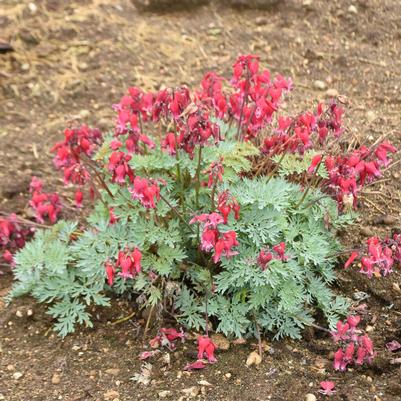 Dicentra x Sun Jewel&trade; Rubies and Diamonds