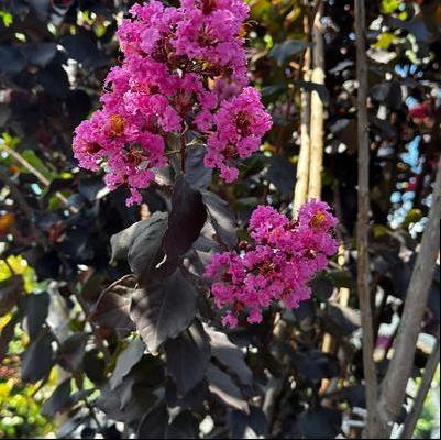 Lagerstroemia Thunderstruck&trade; Lavender Skies&trade;
