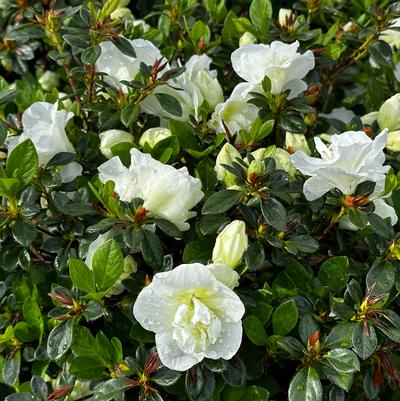 Rhododendron Hardy Gardenia