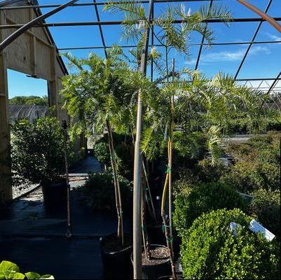 Cephalotaxus fortunii 