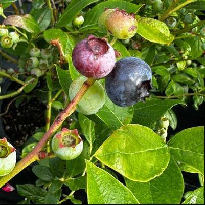 Vaccinium corymbosum Duke