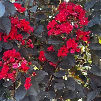 Lagerstroemia Thunderstruck&trade; Ruby