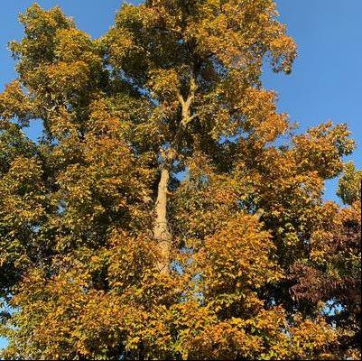 Carya ovata 