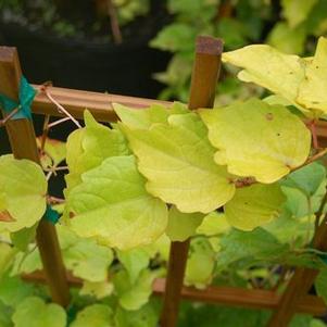 Parthenocissus tricuspidata Fenway Park