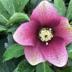 Helleborus x Royal Heritage&trade; 'Strain'