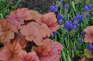Heuchera x Southern Comfort